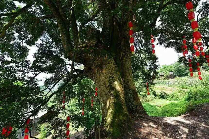 中国最贵的三棵树