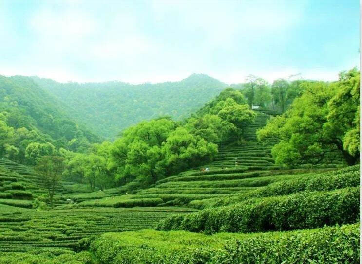 帝芙特说茶：群体种茶树有哪些特点