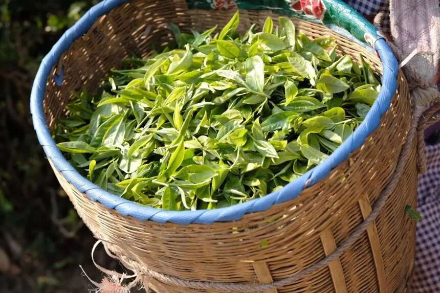 帝芙特说茶：有机普洱茶生产加工技术及要求