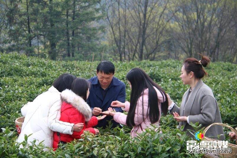 石门白云山：“常德红茶及地方品牌系列推广宣传年活动”启动