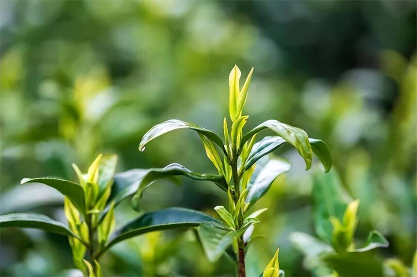 这12种做到极致的绿茶，少有人知道6个以上