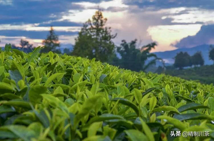 中国茶产业十四五发展规划建议”专题解读——茶叶产业主体建设