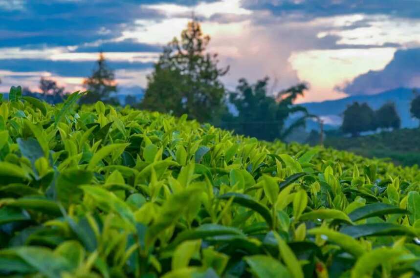 中国VS印度，谁才是茶叶原产地？