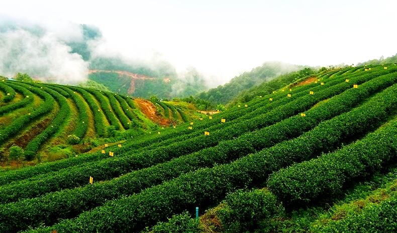 台湾红乌龙：行走在乌龙茶与红茶边界上的新兴茶品