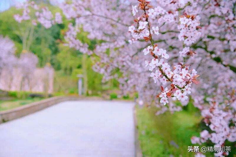 名山区创建天府旅游名县，最美的春色都在这里了