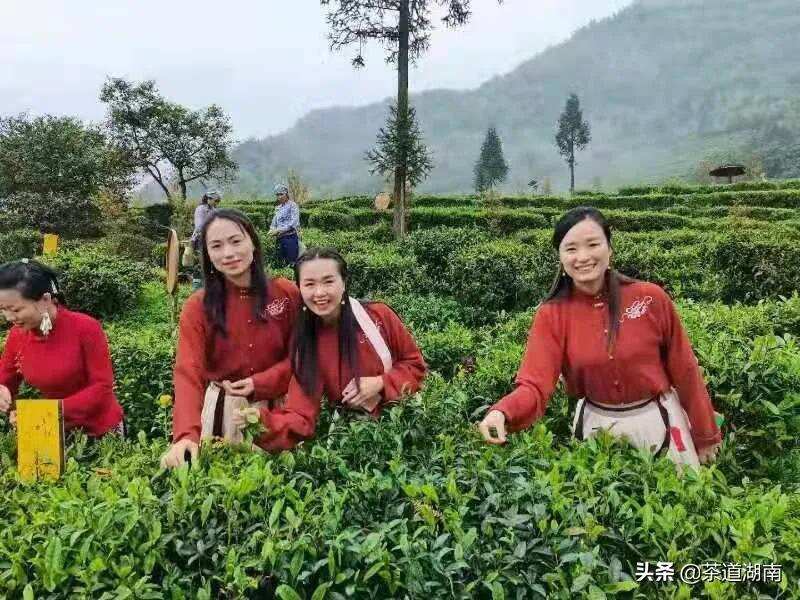 新化县奉家镇首届渠江红茶文化节举行，聚焦茶旅融合与乡村振兴