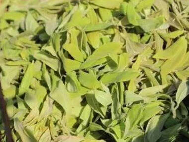 老鹰茶，植物学名为“毛豹皮樟”，老鹰喜欢它，人类也喜欢它