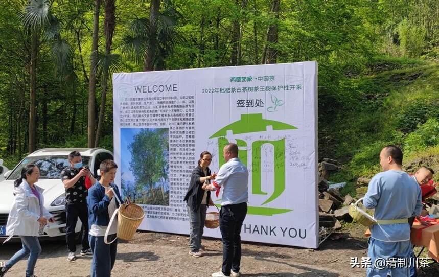 2022年春枇杷古茶树· 茶王树保护性开采仪式