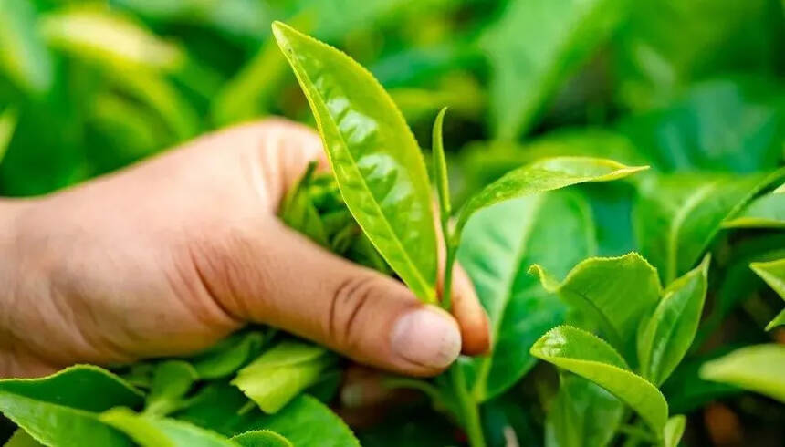 蒂芙特说茶：茶多酚的特性及其在食品中的应用