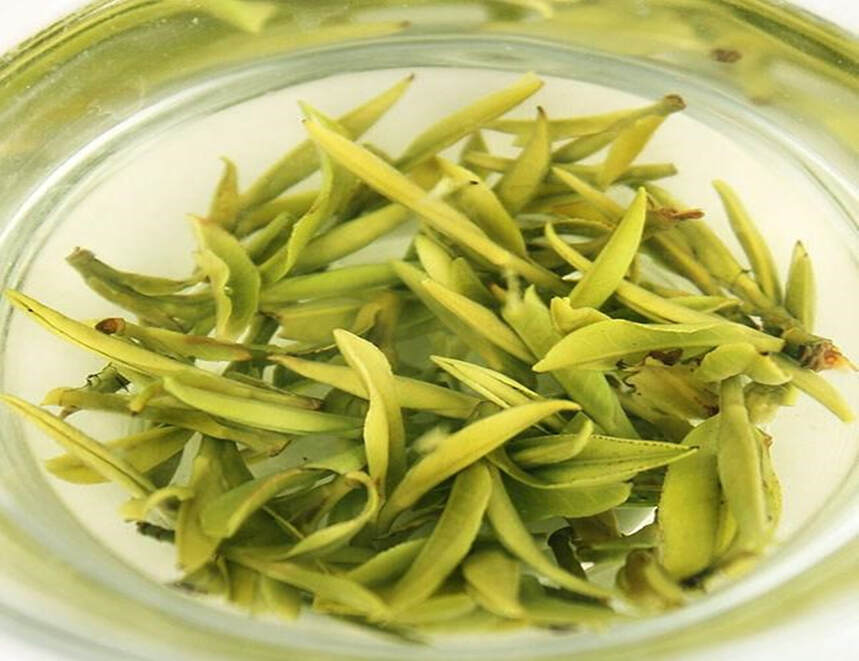细说黄茶的“闷黄”工艺，由绿变黄，茶叶经历了怎样的历练过程