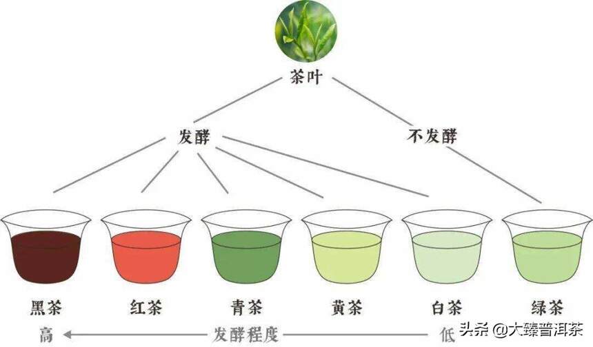 六大茶类的发酵程度及特点（大臻论茶318）