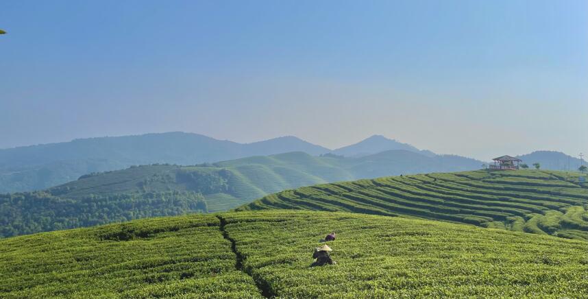 福鼎白茶的四大核心产区，太姥山、磻溪、点头、管阳你知道几个？