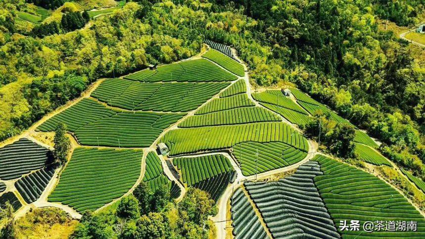 从日本两大茶乡看中国茶产业小镇如何实现进阶发展