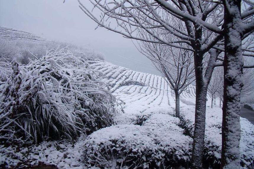 有一种美叫茶山雪景……