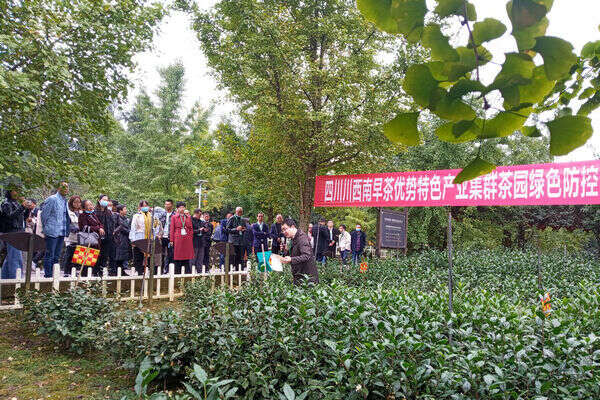 川西南早茶优势特色产业集群茶园绿色防控技术培训会议在名山召开