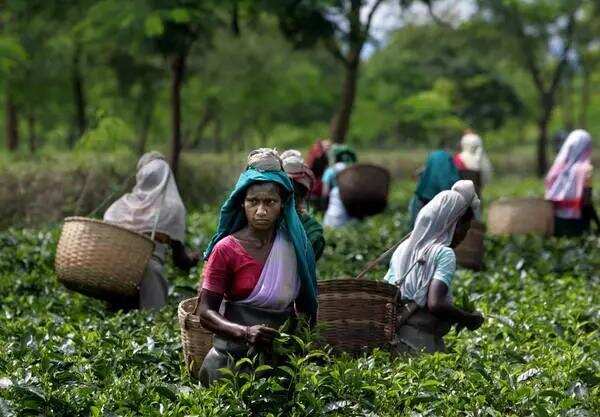 中国VS印度，谁才是茶叶原产地？
