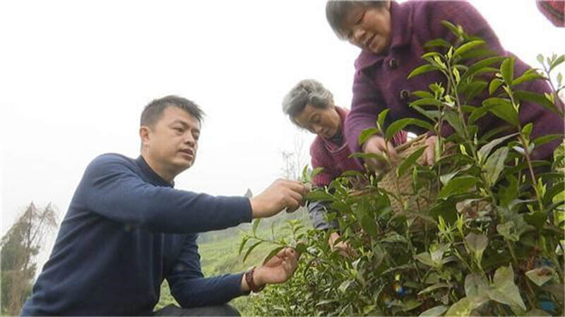四川广安武胜县：一斤1700元的茶叶种进小山村 助农增收