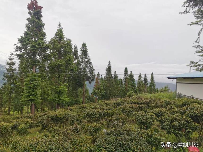 四川省茶叶行业协会理事单位助推凉山茶产业发展