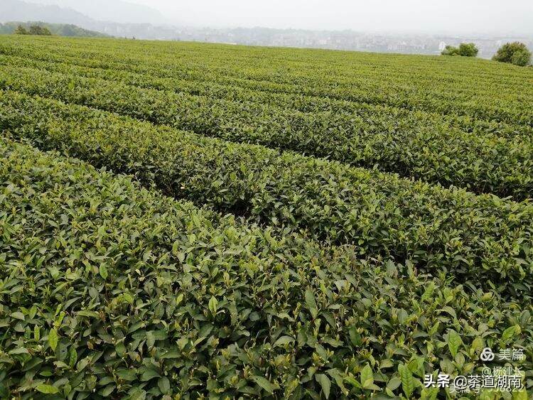 做到“四个突出”，推动娄底茶产业高质量迈步现代化