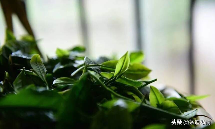 江华茶叶种植面积8万余亩 可为当地群众提供工作岗位3万个