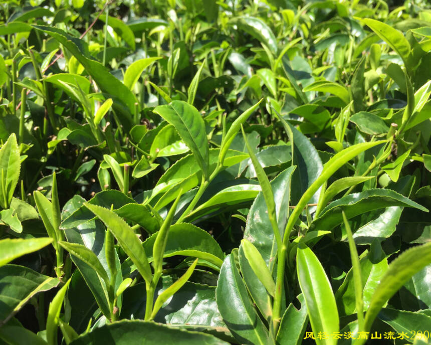 “红茶王国”肯尼亚，环境生态品质优良，竞争力强，冲泡的关键点