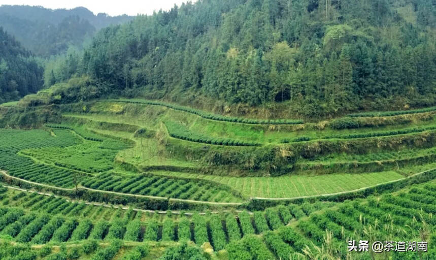 春茶季丨进茶山，寻访一个名叫林农的苗寨