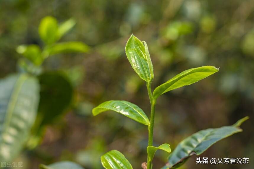 这张中国普洱茶的新名片，将刷新你对高端普洱茶的认知新高度