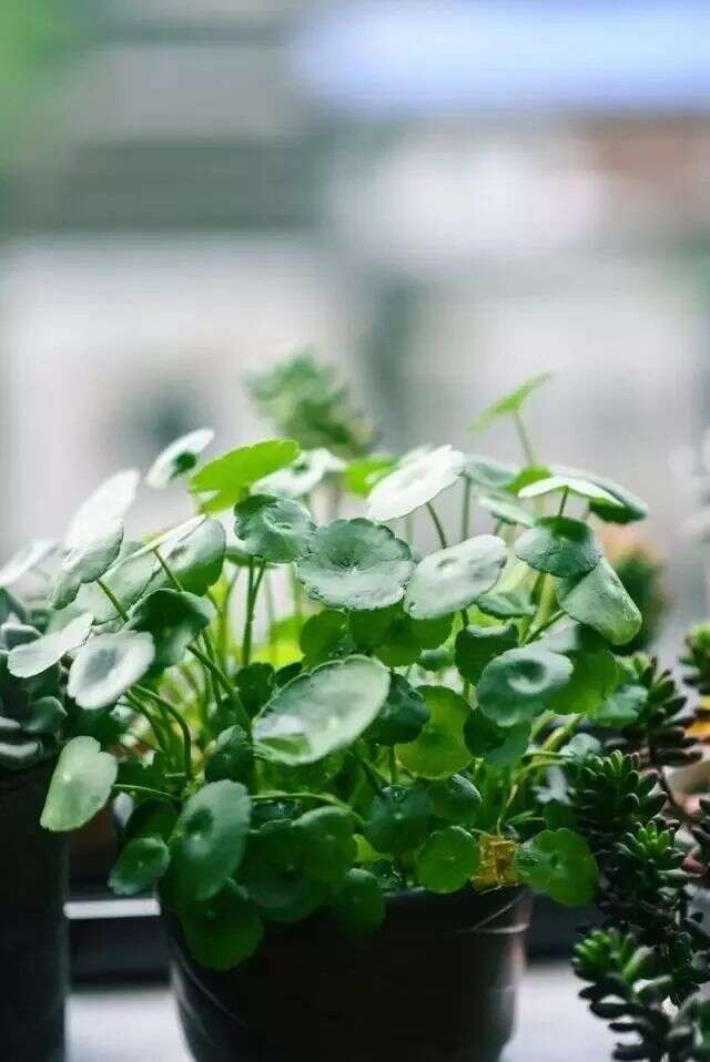 最具“文气”的7种茶室绿植