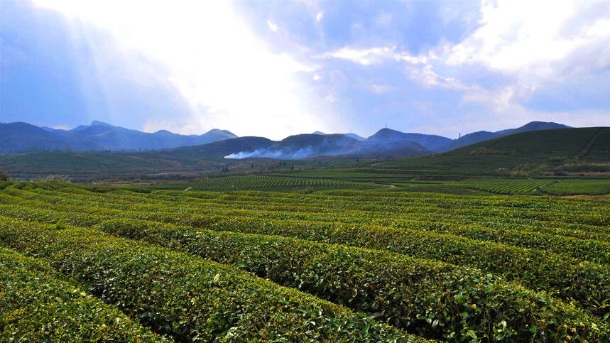 茶无国界，走进贵州瓮安连片的 “欧标茶园”，令人赏心悦目