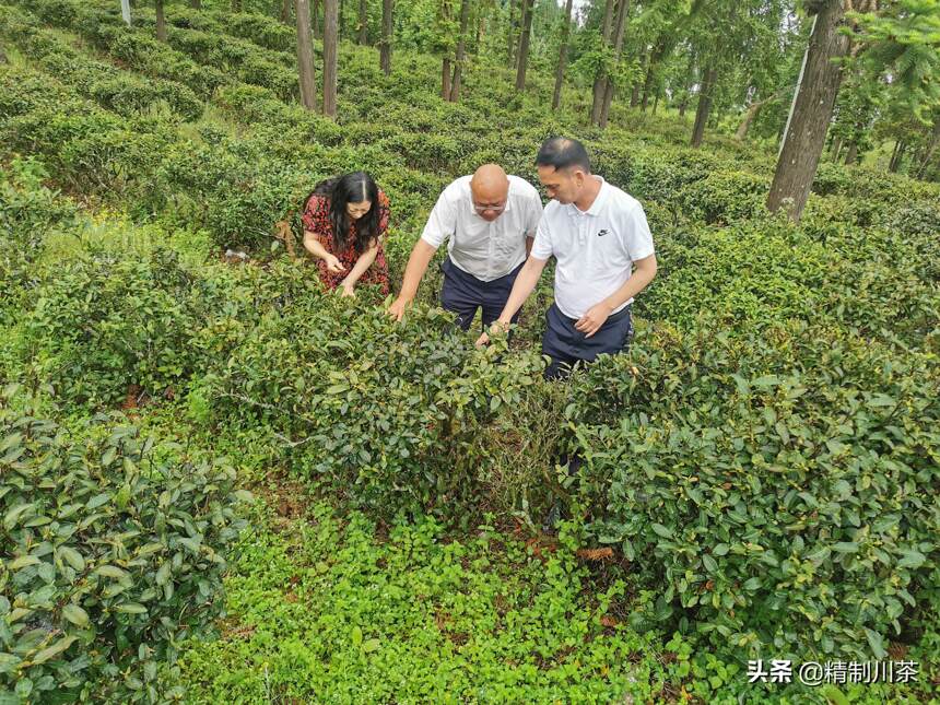 四川省茶叶行业协会理事单位助推凉山茶产业发展