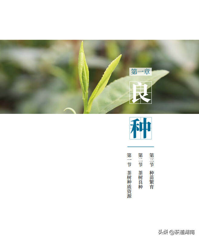 湖南茶树种质资源