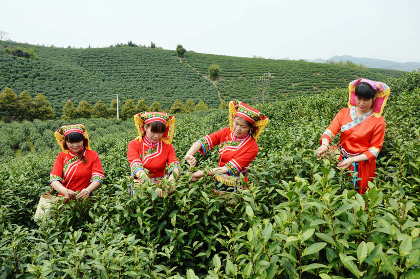 江华：湖南最早春茶抢先上市