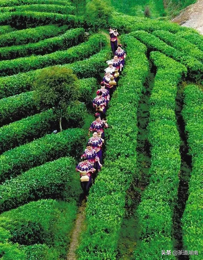 茶情 | 2019湖南茶叶产业发展总体报告