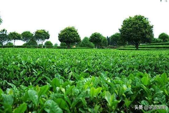 长沙绿茶春季产销两旺
