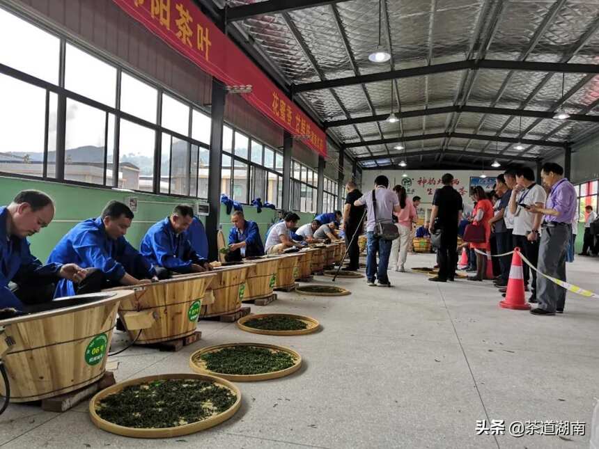 新宁县首届手工制茶技能大赛将于5月底举行