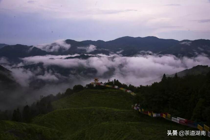 云端上的茶乡