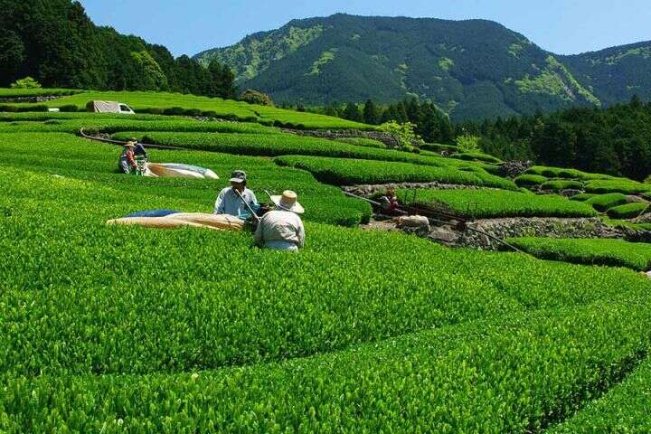 日本静冈8大名茶：玉露、掛川、本山、川根、天龙、清水、远州