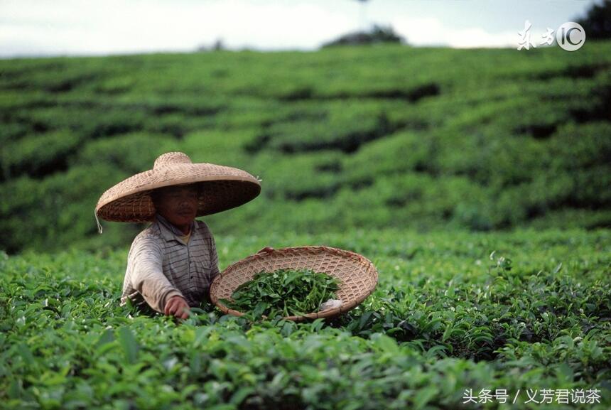 茶叶稀土限量标准终成“历史”，新国标将为国茶正名