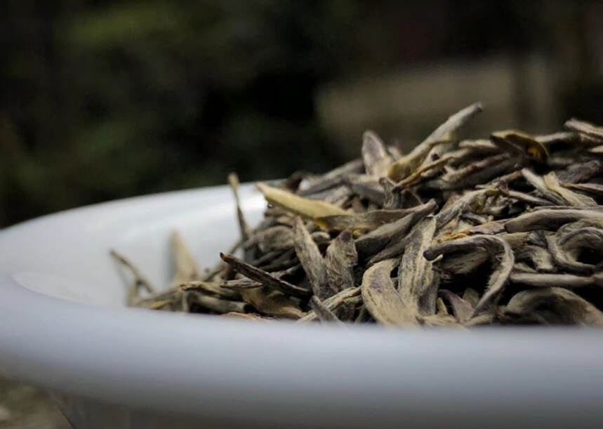 话说传统黄茶与广元黄茶