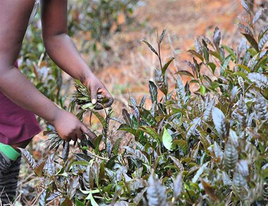 用25年时间，研发肯尼亚紫茶，采用中国绿茶工艺，口感自然无苦涩