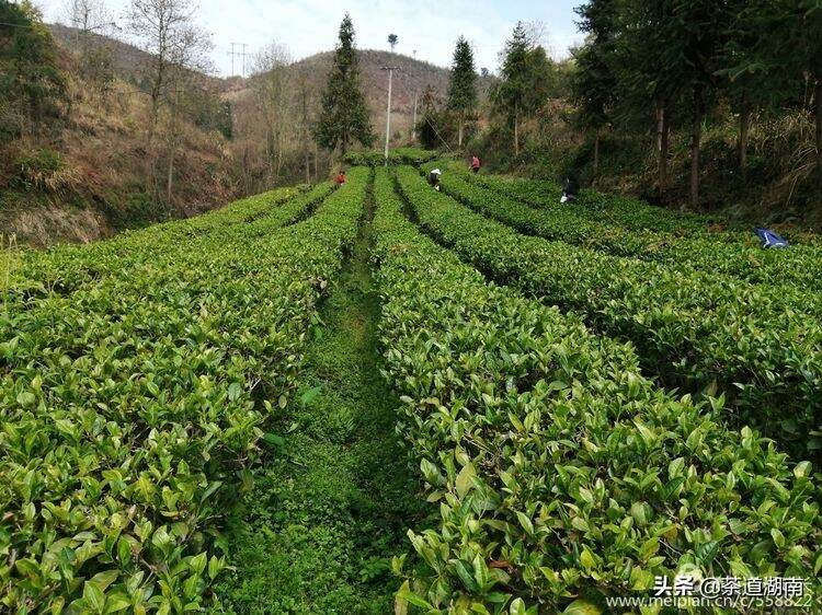 千年茶乡，山高水长