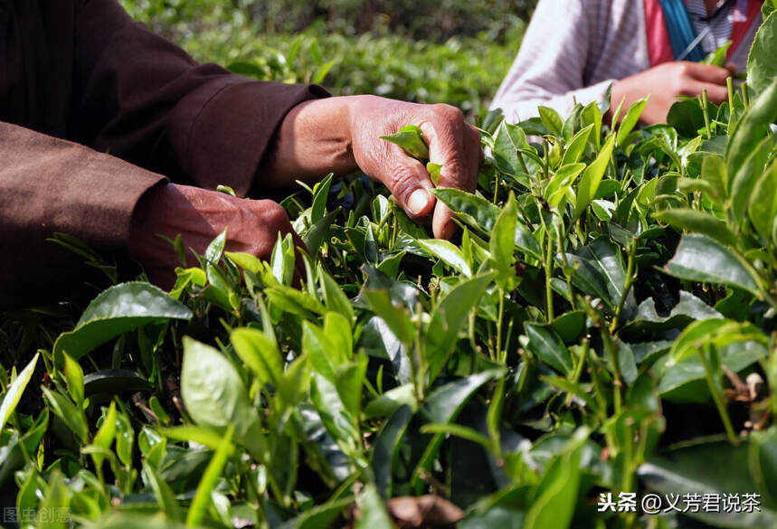 为什么说喝茶最好是喝原产地茶叶？这几点原因很重要，别不知道