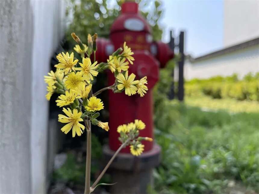 苏州护城河畔不起眼的小花，是我们忽视的另一个春天