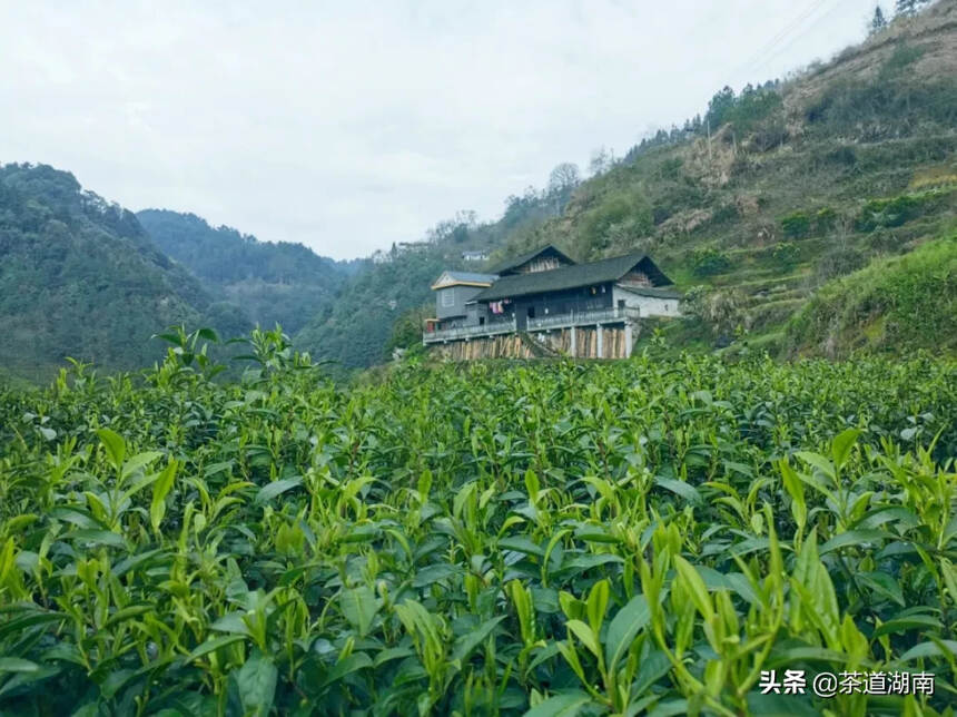 春茶季丨进茶山，寻访一个名叫林农的苗寨