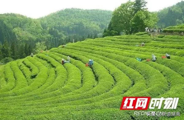 茶乡古丈打造茶旅融合新地标