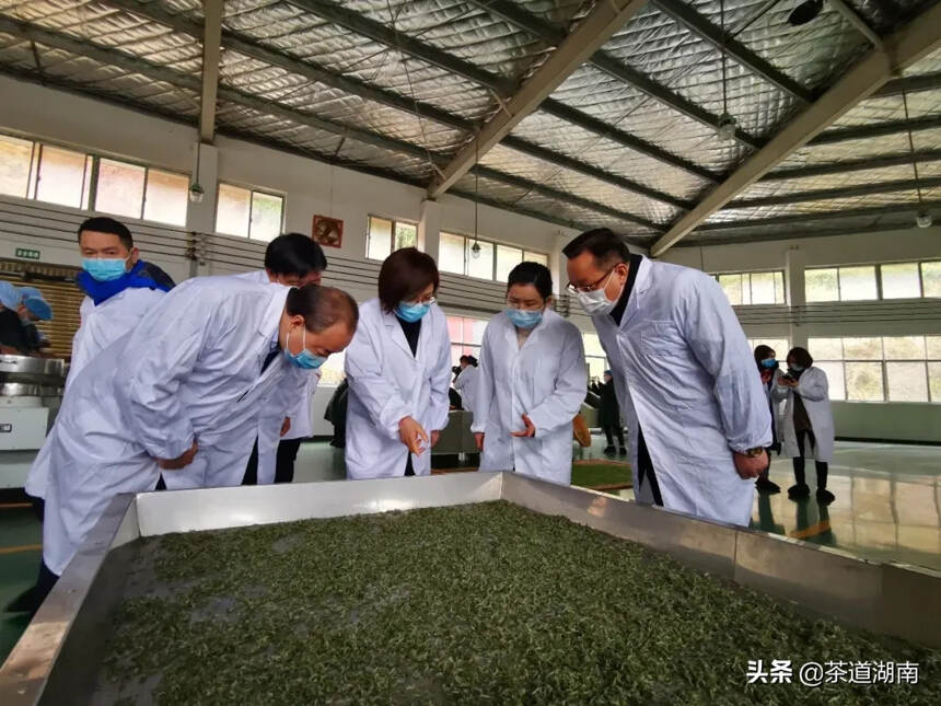 湖南省委常委、常务副省长谢建辉调研碣滩茶业复产、指导疫情防控