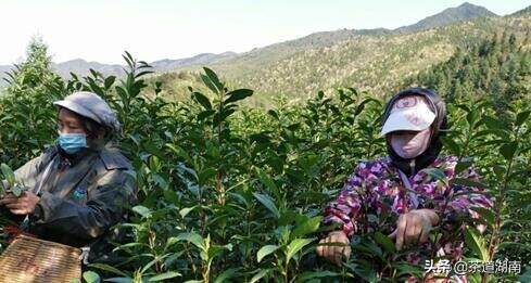 江华茶叶种植面积8万余亩 可为当地群众提供工作岗位3万个