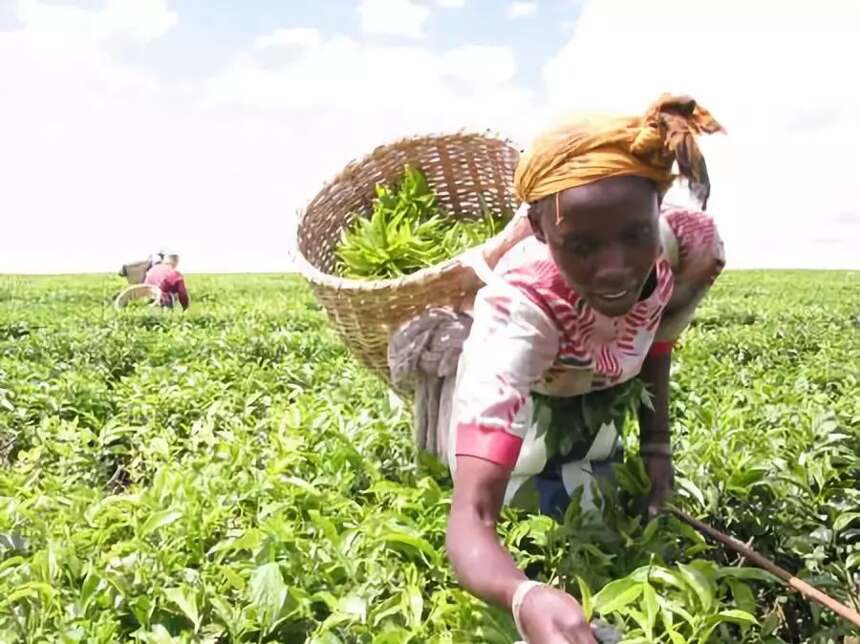 “红茶王国”肯尼亚，环境生态品质优良，竞争力强，冲泡的关键点