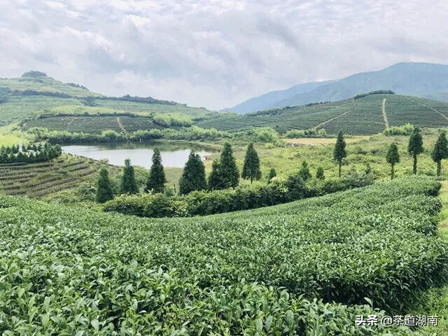 炎陵县：小茶叶开启致富大道湖南茶业