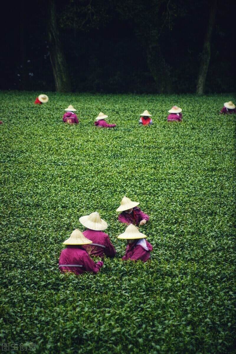 常言道：明前茶贵如金。阳春3月采茶忙，春茶季到来，茶农最忙季